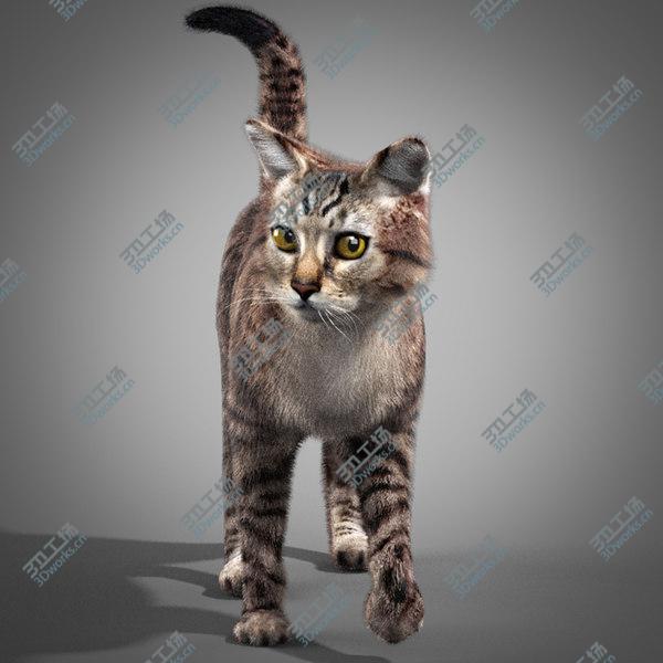 images/goods_img/20210312/Striped Cat/3.jpg